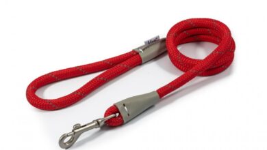 leads for dogs